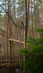 broken dead tree in European swamp in pine woods during early spring