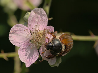 Brown maybug on a blackberry flower