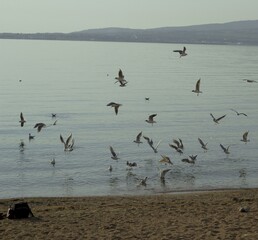 Seagulls over the beach on the Black Sea coast.