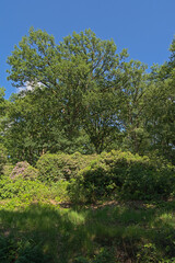 Mixed forest with pine and deciduous trees and rhododendron bush with pink flowers on a sunny summer day with in Kalmthoutse heide nature reserve, Flanders, Belgium 