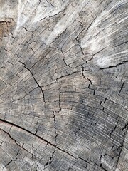 The age of trees. The texture of wood created by Nature. 