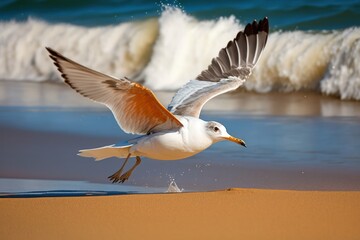 Fototapeta na wymiar Seagull at the Seashore