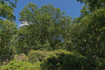 Sunny summer forest in Kalmthout heath nature resrve, Flanders, Belgium