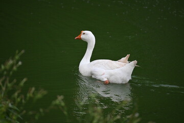 white swan on the lake