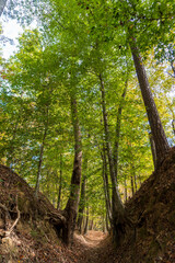 Fototapeta premium Sunken Trace on the Natchez Trace parkway. Trail was created and used by Native Americans for centuries, and was later used by early European and American explorers, traders, and emigrants.