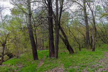 View of the green young grass and the path among the trees in early spring. Spring forest at dusk on the river banks and the silhouette of a bicycle in the distance between the trees.