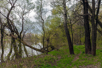 Naklejka premium View of the green young grass and the path among the trees in early spring. Spring forest at dusk on the river banks and the silhouette of a bicycle in the distance between the trees.