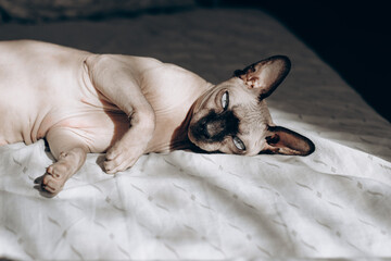 Canadian bald Sphynx cat with blue eyes lies on the bed.