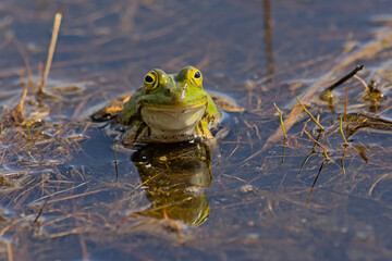Common water frog in a fen in Kalmthout heath - anura