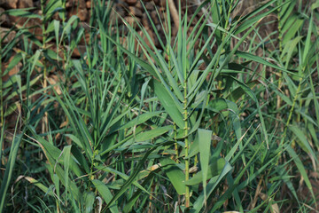 Obraz premium Close-up of a Giant Reed - Arundo donax