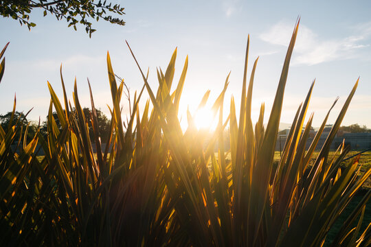 Sunset in a field
