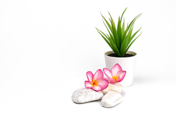 azalea flowers laying on stones, spa stones and pink azalea flowers, lifestyle and alternative health concept image with copy space for text.  