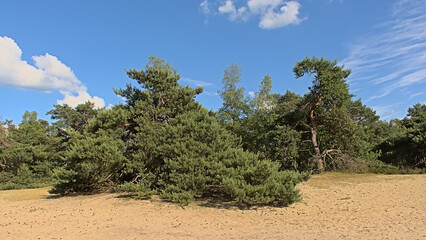 Sandy landscape with trees on a sunny summer day in Kalmthout heath neature reserve 