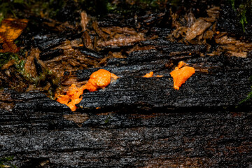 Fungi on tree bark