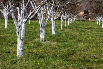Fruit trees in spring. Painted white to protect against insects.