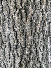 rough texture bark of old tree, abstract background