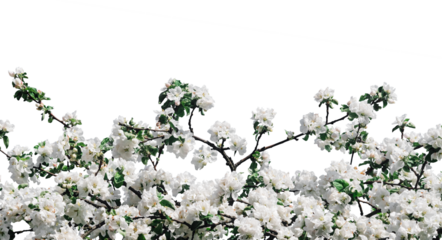 Blooming fruit tree in spring