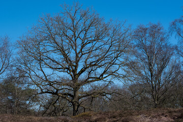 Der Baum
Ein Baum Anfang April. Bald wird es Frühling