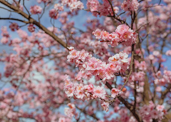cherry blossom in spring