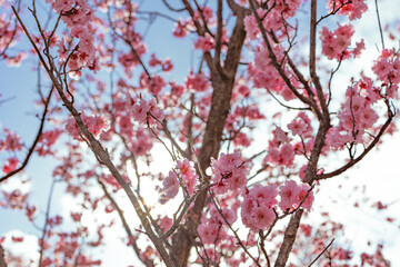 pink cherry blossom