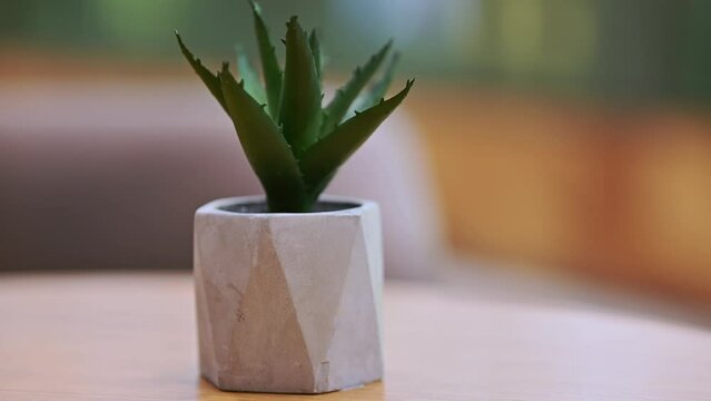 potted plant on a table in a cafe. Tree pots decoration on wooden table