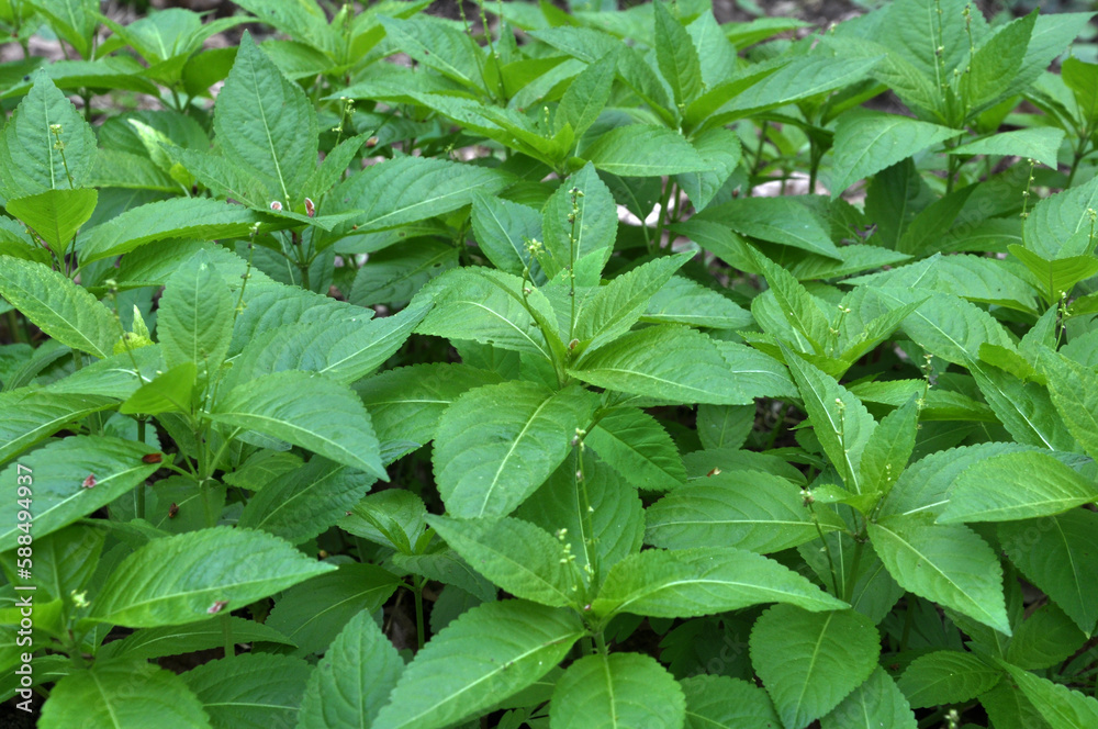 Poster In the spring, Mercurialis perennis grows in the forest