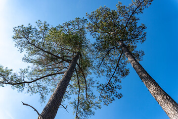 Two longleaf pine (Pinus palustris) trees reach to sky. Crown shyness (canopy disengagement, canopy shyness, or inter-crown spacing) is a phenomenon when crowns of trees do not touch.