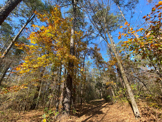 Old Trace on the Natchez Trace parkway. Trail was created and used by Native Americans for centuries, and was later used by early European and American explorers, traders, and emigrants. Fall colors. 