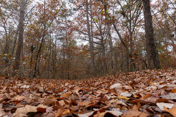 Old Trace on the Natchez Trace parkway. Trail was created and used by Native Americans for centuries, and was later used by early European and American explorers, traders, and emigrants. Fall colors. 