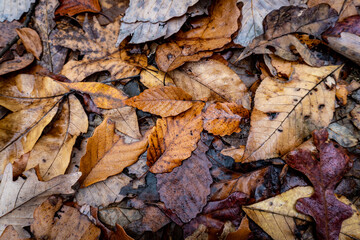 Leaves from maple, hickory, oak and other hardwood trees on the forest floor along Natchez Trace Scenic Trail. 