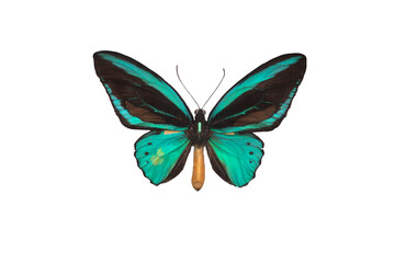 Fototapeta na wymiar butterfly ornithoptera isolated on white background
