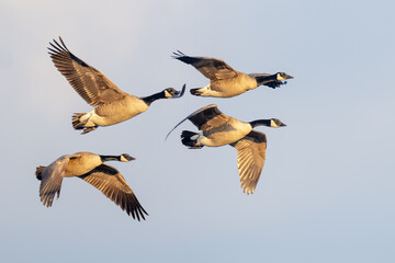Fototapeta premium Flock of Canada Geese Flying in formation