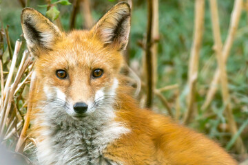Close up portrait of a Red Fox