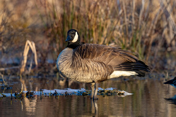 Portrait of a Canada Goose standing in the marsh