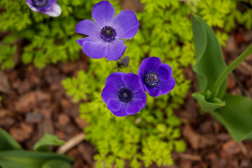 beautiful deep purple Anemone de Caen Mr. Fokker flowers with lush green leaves and plants at...