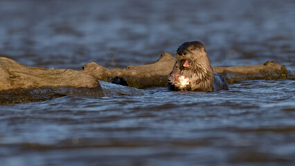 River Otter having a fish snack near a log