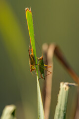 Katydid in Tall Grass
