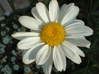 Chamomile summer macro flower
