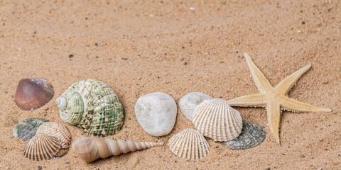 starfish and seashells on the sand