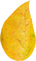 Close up of autumn leaf with yellow color