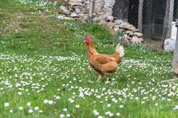 Hen on a traditional free range poultry organic farm; grazing on the grass.