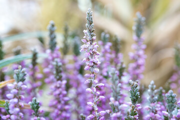 Fototapeta premium lavender covered in ice by frot at the onset of winter