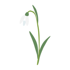 Leaning snowdrop spring flower, isolated on white background, vector