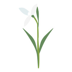 Raising snowdrop spring flower, open bud, isolated on white background, vector