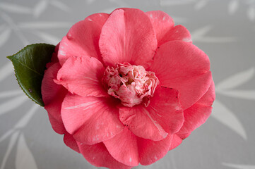 Blüte eine Camelia