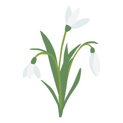 Bouquet of snowdrops spring flowers, isolated on white background, vector