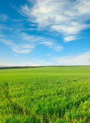 Fototapeta premium Green wheat field and bright sky.
