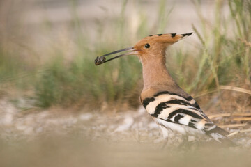 The Eurasian hoopoe (Upupa epops).