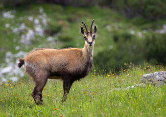 Mountain chamois (Rupicapra rupicapra) in the wild in the Austrian mountains . Taken in the Austrian Alps.