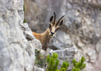 Mountain chamois (Rupicapra rupicapra) in the wild in the Austrian mountains . Taken in the...